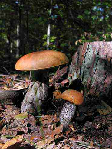  Image name: 246 Porcino.jpg 
 width: 370 pixel 
 height: 493 pixel 
 Size: 19288 bytes 
 Click to enlarge 